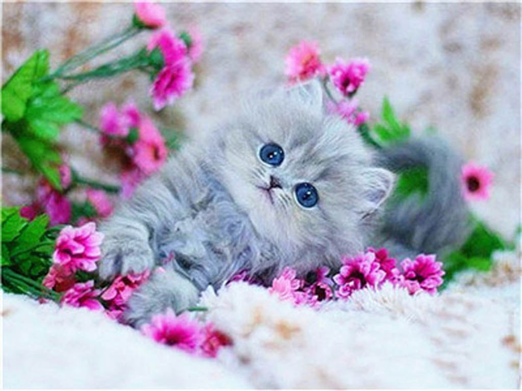 Diamond Painting Cute Kitten Is Asking For Forgiveness – Diamonds Wizard